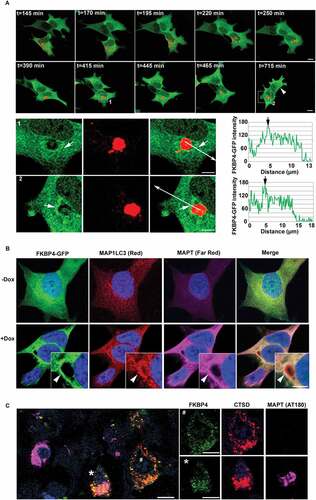 Figure 4. FKBP4 concentration close to a perinuclear lysosomal cluster after MAPT overexpression in SH-SY5Y cells. (A) Time-lapse imaging of MAPT-inducible SH-SY5Y cells constitutively expressing FKBP4-GFP and transiently expressing LAMP1-RFP. Confocal images (Z = 0.4 µm thick single plane) starting from t = 145 min to t = 715 min after MAPT induction by Dox (t = 0) showing lysosomal clustering in a perinuclear area and FKBP4 concentration around the lysosomal cluster. LAMP1-RFP negative cells exhibiting a similar FKBP4 concentration are indicated by a white arrowhead. The FKBP4-GFP fluorescence intensity was analyzed at two different time points (see magnification at t = 415 min (1) and t = 715 min (2)). FKBP4-GFP accumulation is shown by white arrows. The fluorescence profile confirms the increase of FKBP4-GFP intensity in a perinuclear lysosomal cluster (see white and black arrows). Scale bar: 5 µm. (B) Images after double immunofluorescent labeling for MAP1LC3 (Red) and MAPT (Far Red) in cells expressing FKBP4-GFP after 24 h of MAPT induction by Dox. FKBP4 colocalization with MAP1LC3 and MAPT is indicated by white arrowhead. Scale bar: 5 µm. Blue indicates DAPI-stained nuclei. (C) Confocal analysis of FKBP4 (EPR6618, green), CTSD (C-20, red) and pathological MAPT (AT180, magenta) immunolabeling of frontal cortex tissue sections from AD brains. Some neurons show pathological MAPT accumulation (*) and exhibit FKBP4 concentration in close proximity to a lysosomal cluster, whereas some neurons, without MAPT accumulation (#), show normal distribution of lysosomes and FKBP4. We observe on the left the presence of a neuron with a strong MAPT accumulation showing low levels of FKBP4 and CTSD. Scale bar: 10 µm. Abbreviations: Dox, doxycycline