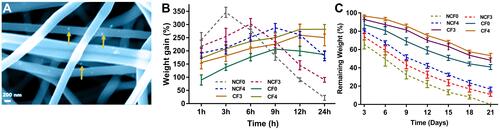 Figure 6 STEM-FESEM image showing the distribution of PE-CS-Au NPs over the PVA NFs (A), water absorption (B) and biodegradability (C) properties of the as prepared NFs.