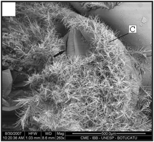 Figure 11. Gonopore of a female with 15.3 mm CL. Gonopore opening (arrow); setae (C). Scale bar = 500 µm.