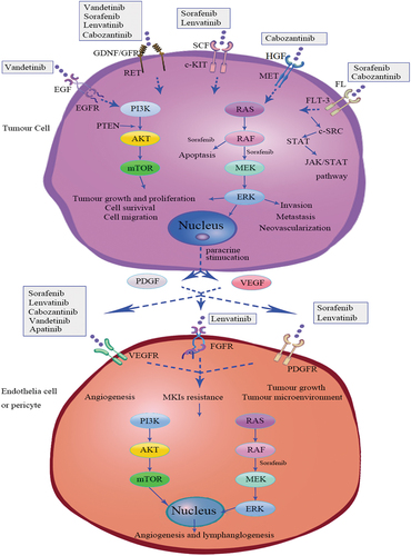 Figure 1. Multi-kinase inhibitors signaling pathway for vandetanib, sorafenib, lenvatinib cabozantinib, and apatinib. FL, FLT3 ligand; FLT3, FMS-like tyrosine kinase 3; GDNF, glial cell-derived neurotrophic factor; GFR, GFRα, GDNF family receptor-α; RET, rearranged during transfection; HGF, hepatocyte growth factor; MET, mesenchymal-epithelial transition factor; SCF, stem cell factor; c-KIT, Proto-oncogene proteins c-kit;c-SRC, c-SRC tyrosine kinase; STAT, signal transducer and activator of transcription; JAK, janus kinase; MKIs, multi-kinase inhibitors; EGF, epidermal growth factor; EGFR, epidermal growth factor receptor; VEGF, vascular endothelial growth factor; VEGFR, vascular endothelial growth factor receptor; PDGF, platelet‐derived growth factor; PDGFR, platelet‐derived growth factor receptor; FGFR, fibroblast growth factor receptor; PI3K (phosphatidylinositol-3 kinase) /AKT/ mammalian target of rapamycin (mTOR) signaling pathway; RAS/RAF/MEK/ERK signaling pathway.