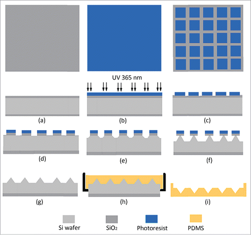 Figure 1. Schematic process for preparing the microneedle array reverse mold (MARM) with PDMS using photolithography and reactive ion etching (RIE) methods of the microelectromechanical systems (MEMS) technology.