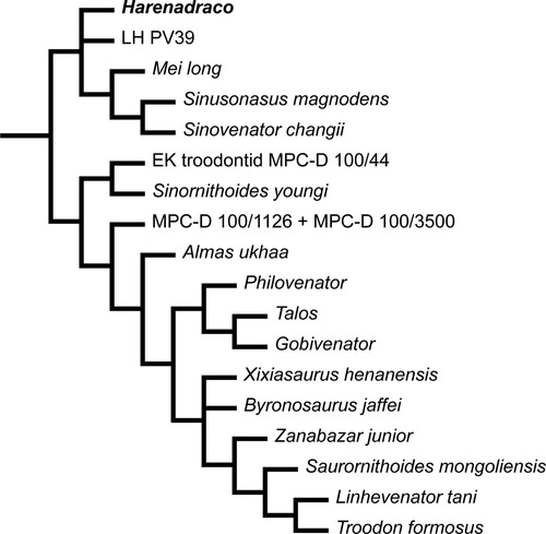 FIGURE 6. Phylogeny of Troodontidae in the reduced consensus tree under XIW. Pruning of unstable taxa resulted in the exact same topology.