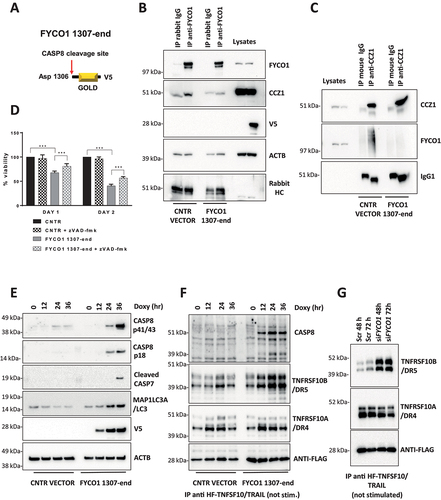 Figure 6. The C-terminal cleavage fragment of FYCO1 impairs FYCO1 binding to CCZ1. (A) Graphical scheme of FYCO1 C-terminal fragment (1307-end), V5-tagged and cloned into a doxycycline-inducible vector. (B) HeLa were transduced with either empty or FYCO1 1307-end encoding vector, induced by doxycycline (18 h, 250 ng/ml) and treated with the autophagy inducer rapamycin (500 nM, 4 h); then, anti-FYCO1 and rabbit IgG Co-IPs and WB for the indicated proteins was performed. (C) Samples were prepared as in (B). Anti-CCZ1 and control IgG1 Co-IPs and WB for the indicated proteins was performed. (D) HeLa transduced with either empty or FYCO1 1307-end encoding vector were induced for one or two days with doxycycline, in presence or not of Z-VAD-FMK (20 µM). Mean ± standard deviation of 4 experiments, statistical analysis by Two-way ANOVA with Tukey’s multiple comparison test. (E) Ectopic expression of FYCO1 C-terminal fragment was induced by doxycycline treatment (75 ng/ml, 12-24-36 h), then the cells were lysed and WB for the indicated proteins was performed. (F) Cells were treated as in (E). Then the samples were immunoprecipitated. The associated proteins were visualized by immunoblotting. (G) Receptor-associated proteins were isolated from cells depleted for FYCO1 expression by siRNA (#96) mediated KD for 48 and 72 h, then analyzed by immunoblotting.