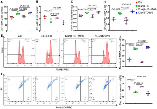 Figure 6. Camkk2 is involved in the regulation of mitochondrial dysfunction in vitro. A-D Quantitative analysis of GSH, LPO, ATP, and NAD+/NADH in HK-2 cells between different groups, including Cis, Cis + β-HB, Cis + STO609 and Cis + β-HB + Meth, cells were treated with 20 µM Cis and/or 30 µM β-HB for 24h (n = 3); E-F Representative flow cytometric data of MMP and Annexin V/PI staining. Data were analyzed using one-way ANOVA with Tukey’s test and expressed as the means ± SD.