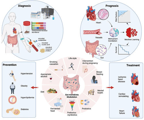 Figure 2. Opportunity of targeting gut microbiota to affect lifelong CVDs care.