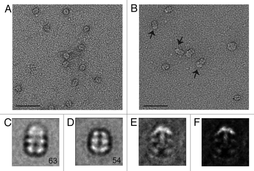 Figure 4. Negative stain EM analysis of the S. elongatus KaiBC complex with and without 1.8 nm Ni-NTA-Nanogold. Representative micrographs of KaiBC particles either (A) unbound or (B) bound to 1.8 nm Ni-NTA-Nanogold. Arrows point to diffuse density not seen in images of unbound complexes. Scale bars equal 50 nm. Representative class sums of the complex between KaiB and KaiC-His6 in the (C) presence and (D) absence of 1.8 nm Ni-NTA-Nanogold. The numbers of particles included in each class is shown in the bottom right corner. (E) Difference mapping between averages depicted in panels (C and D), consistent with the presence of gold density adjacent to KaiB dimers. (F) The difference shown in E filtered at 3σ threshold. (C–F) Side length of panels, 240 Å.