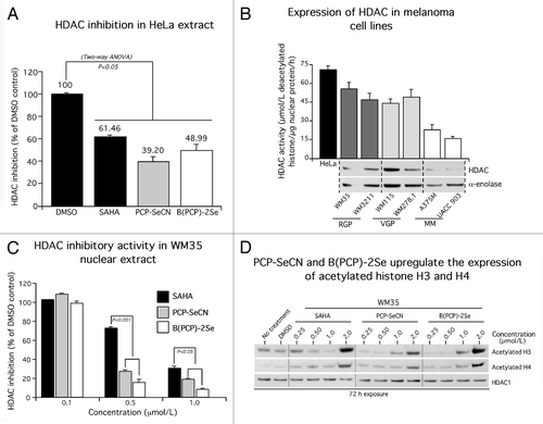 Figure 2. PCP-SeCN and B(PCP)-2Se inhibits HDAC activity more effectively than SAHA. (A) PCP-SeCN and B(PCP)-2Se retained HDAC inhibitory activity in HeLa cells. PCP-SeCN and B(PCP)-2Se effectively inhibited HDAC activity at concentrations as low as 1.0 µmol/L comparable to that occurring with SAHA. HDAC activity was expressed as percent inhibition compared with DMSO control. Data represented average of three independent duplicate experiments. (B) Expression and activity of HDAC was elevated in melanocytic lesion compared with metastatic melanoma cell lines. HDAC activity (µmol/L deacetylated histone / µg of nuclear protein / h) was measured in nuclear extracts of melanocytic or melanoma cell lines derived from radial (RGP) WM35, WM3211; vertical (VGP) WM115, WM278.1 and metastatic (MM) A375M; UACC 903 lesions. Compared with melanoma cells, higher HDAC activity was observed in radial and vertical growth phase cells derived from melanocytic lesions. HeLa nuclear extract served as positive control for the assay. Increased HDAC protein expression was observed in melanocytic lesion cell lines by western blotting. α-enolase served as a control for equal protein loading. Data constitute the averages of three independent experiments; bars ± SE (C) PCP-SeCN and B(PCP)-2Se inhibited endogenous HDAC activity in cells derived from primary melanomas. WM35 nuclear extract was incubated with 0.1, 0.5 and 1.0 µmol/L SAHA, PCP-SeCN or B(PCP)-2Se. A dose-dependent decrease in HDAC activity (µmol/L deacetylated histone / µg of nuclear protein / h) was observed with increasing inhibitor concentration. Data represents average of three independent experiments; bars ± SE (D) PCP-SeCN and B(PCP)-2Se increased levels of acetylated histone H3 and H4 in melanocytic lesion cells similar to that observed with SAHA. WM35 cells were treated with 0.25 to 2.0 µmol/L of SAHA, PCP-SeCN and B(PCP)-2Se for 72 h. Nuclear extracts were analyzed by western blotting to determine effect on expression of acetylated histone H3 and H4. A dose dependent increase in expression of acetylated histone H3 and H4 with increasing PCP-SeCN and B(PCP)-2Se concentration was observed, demonstrating HDAC inhibitory activity similar to that observed with SAHA. HDAC1 served as a control for equal protein loading.