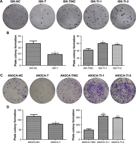 Figure 3 The effect of TRIB3 on ISK and AN3CA cell proliferation was evaluated by the plate colony formation assay.Notes: The clone formation ability of (A) ISK and (C) AN3CA cells were examined, and the results of statistical analyses of the plate colony formation ability of (B) ISK and (D) AN3CA cells are presented. NC: TRIB3 overexpression negative control group; T: TRIB3 overexpression group; TI-1: TRIB3-shRNA plasmid 1 group; TI-2: TRIB3-shRNA plasmid 2 group; TINC: TRIB3-shRNA inhibitor negative control group. *P<0.05, and ***P<0.001, compared with the respective control groups by t-test. Data were obtained from three independent experiments.