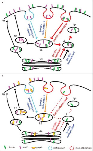 FIGURE 1. A model of the sortilin-mediated intracellular trafficking of PrPC and PrPSc in prion-uninfected and infected neurons. (A) Sortilin-dependent and -independent endocytosis of PrPC in uninfected neurons. Sortilin mediates endocytosis of PrPC on the plasma membrane (PM), particularly at non-raft domains, via the clathrin-dependent pathway to early endosomes (EE) and then traffics it to late endosomes/lysosomes (LE/Lys) for degradation. Other PrPC molecules are trafficked either to LE/Lys for degradation or to the recycling endosome (RE) pathway in a sortilin-independent way. There also might be sortilin-dependent and -independent trafficking pathways from the Golgi apparatus (GA) to LE/Lys for degradation. (B) Intracellular trafficking of PrPC and PrPSc in prion-infected neurons. Prion infection stimulates lysosomal degradation of sortilin via an unknown mechanism, thereby impairing the sortilin-mediated trafficking of PrPC and PrPSc to LE/Lys for degradation. As a result, PrPC and PrPSc are increased at raft domains and endocytosed via the sortilin-independent pathway to RE, causing accumulation of PrPSc and increasing conversion of PrPC into PrPSc in prion-infected neurons. PrPSc could undergo retrograde transport to the GA. However, sortilin might also be functionally impaired in the GA, thereby being unable to traffic PrPSc in the GA to LE/Lys for degradation. The decreased degradation of PrPSc in LE/Lys and the increased conversion of PrPC into PrPSc in raft domains or RE could both contribute to the constitutive production of PrPSc in prion-infected neurons. Dashed arrows indicate restricted trafficking.