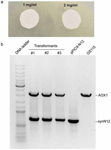 Figure 3. The toxicity of CGA-N12 toward Pichia pastoris and analysis of transformants by genomic PCR. a) The inhibition zone test to check the toxicity of CGA-N12 toward Pichia pastoris. b) PCR analysis of transformants. Plasmid pPIC9-N12 (lane 5) or GS115 genomic DNA (lane 6) as template were employed as controls. #1, #2, and #3 represented three different transformants using in this study