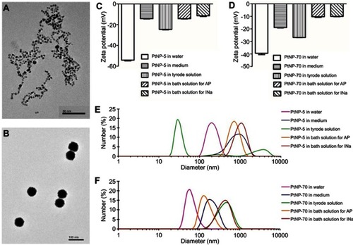 Figure 1 The morphology and characterization of PtNPs. (A and B) Transmission electron microscopy (TEM) images of PtNP-5 and PtNP-70 in the culture medium, respectively. (C and D) Zeta potentials, respectively, for PtNP-5 and PtNP-70 in different solutions 5 mins after incubation. (E and F) Hydrodynamic diameters, respectively, for PtNP-5 and PtNP-70 in different solutions 5 mins after incubation.Abbreviations: PtNP, platinum nanoparticle; PtNP-5 and PtNP-70, platinum nanoparticles with diameters of 5 and 70 nanometers.