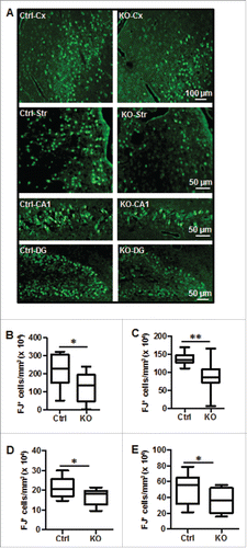 Figure 4. Neuronal Atg7 deficiency reduced hypoxia-ischemia-induced neuronal cell death. (A) Representative Fluoro-Jade (FJ) staining 24 h after HI and the corresponding quantifications of the number of FJ-positive cells (B) in the border zone of the cortical infarction (Cx) (2,093,000 ± 287,600/mm3 vs. 1,259,000 ± 230,200/mm3; *, P<0.05), (C) in the striatum (Str) (1,368,000 ± 46,860/mm3 vs. 912,300 ± 134,100/mm3; **, P < 0.01), (D) in the entire CA1 (209,900 cells ± 14,600 cells/mm3 vs. 167,500 cells ± 12,310 cells/mm3; *, P < 0.05) and (E) in the dentate gyrus (DG) (500,700 cells ± 56,880 cells/mm3 vs. 344,000 cells ± 45,150 cells/mm3; *, P < 0.05, n = 11/group). KO: atg7 KO (Atg7flox/flox; Nes-Cre) and Ctrl: Atg7flox/+; Nes-Cre.