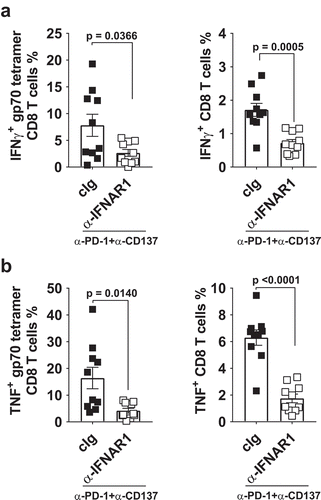 Figure 3. Decreased proportion of IFNγ or TNF producing tumor-specific T cells in tumor-bearing mice treated with neoadjuvant immunotherapy and anti-IFNAR1. In a similar experimental setup as Figure 2A, groups of neoadjuvant anti-PD-1 and anti-CD137 treated mice (n = 5/grp) that were additionally treated with cIg or anti-IFNAR1 mAb were sacrificed on day 16 and their lungs collected and single cell suspensions generated for flow cytometry. Gating on live CD45.2+ cells of lymphocyte morphology, the proportions of gp70 tetramer+ CD8+ TCRβ+ T cells or total CD8+ TCRβ+ T cells in lungs that were IFNγ+ (A) or TNF+ (B) are shown. Data presented as mean ± SEM. Significant differences determined by unpaired Welch’s t-test with exact p value shown. Experiment pooled from 2 independent experiments.