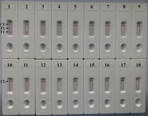 Figure 7 Analytical sensitivity of m-LAMP assay using different bacterial strains. The m-LAMP amplifications were performed using different genomic DNA templates and were monitored by means of visual format. Biosensor 1, MRSA (ATCC 43300); biosensor 2, MSSA (ATCC 25923); biosensor 3–17, biosensor 18, negative control (DW).