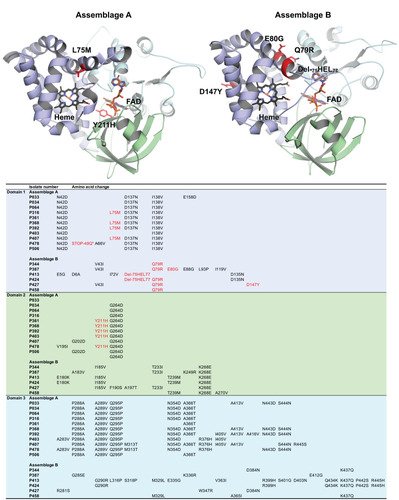 Figure 3 Cartoon representation of homology models created for gFlHb from assemblage A and B. Heme binding globing domain is presented in purple, FAD-binding domain in green and C-terminal FAD- binding domain in cyan. Heme and FAD were fitted to the homology model and are presented by stick representation. Detected nsSNV-induced mutations to the amino acid sequences for individual isolates are presented in the table. Mutations possibly affecting directly to protein function by disturbing the heme or FAD binding are indicated with red in both cartoon models and in the table. The mutation marked as STOP-49Q introduces a stop codon into the sequence interrupting the protein synthesis.