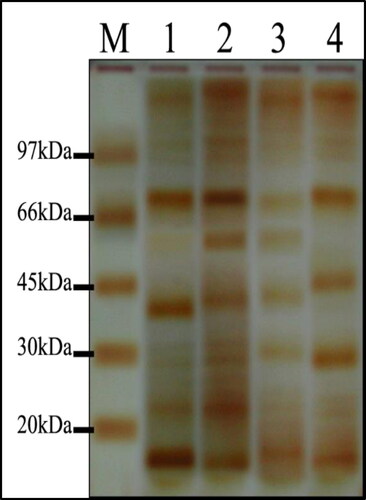 Figure 10. Electrophoretic banding profiles of Alternaria species proteins: M, molecular size marker; Lane 1, A. alternata PNU71; Lane 2, A. chlamydospora PNU09; Lane 3, A. solani PNU11; Lane 4, A. alternata PNU75 non-producing AgNPs.