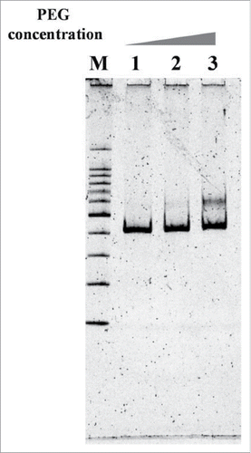 Figure 17. Invasion complex formation of pcPNA with double-stranded DNA in the medium mimicking the inside of living cells ([K+] = 140 mM, [Na+] = 10 mM, and [Mg2+] = 0.5 mM) under the molecular crowding conditions. [PEG200] = 0 (lane 1), 20 (lane 2), and 40 w/v % (lane 3). Other invasion conditions are the same as Fig. 16. Reproduced by permission from ref. 74.