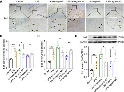 Figure 8 Effect miR-138-5p on the microglial activation in the hippocampus of LPS-treated rats. (A) Representative immunohistochemistry staining images and (B) count of Iba1 positive cells in LPS-treated rats after pretreatment with miR-138-5p antagomir or agomir (n = 5 per group). The arrow points to Iba1 positive cell. (C) The qRT-PCR result of Iba1 mRNA expression, (D) representative Western blot bands and densitometric analysis of Iba1 protein in LPS-treated rats after pretreatment with miR-138-5p antagomir or agomir. GAPDH was used as an internal control (n = 6 per group). Data were presented as mean ± SEM. *p < 0.05, **p < 0.01, ***p < 0.001.