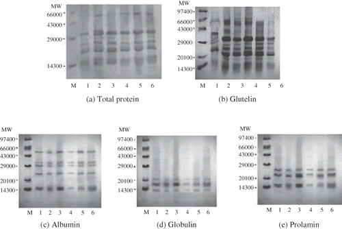 Figure 1 Electrophoretic patterns of total protein, glutelin, albumin, globulin, and prolamin fractions from different rice cultivars (M: molecular marker; Lane 1: Jaya; Lane 2: HKR-120; Lane 3: P-44; Lane 4: Sharbati; Lane 5: Bas-370; Lane 6: HBC-19).