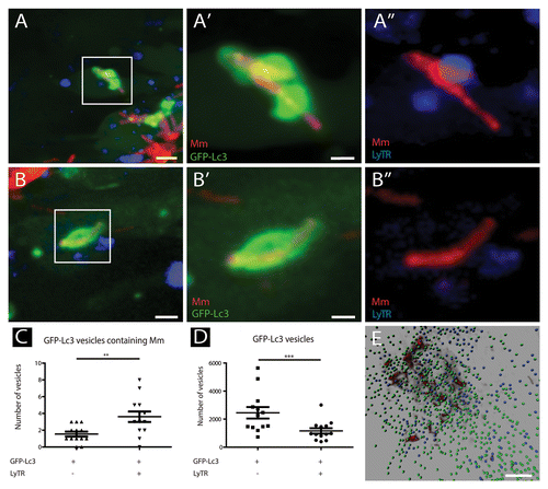 Figure 6. The majority of GFP-Lc3-positive vesicles having sequestered M. marinum are LyTR-positive. Tg(CMV:EGFP-map1lc3b) larvae infected with M. marinum at 5 dpi were stained with LyTR and their tail fins were imaged using CLSM. (A and B) Representative images of M. marinum in GFP-Lc3-positive vesicles that were positive (A) or negative (B) for LyTR. Magnified images of the regions indicated in (A and B) are presented separately for M. marinum (red) and GFP-Lc3 (green) in (A’ and B’), and for M. marinum (red) and LyTR (blue) in (A” and B”). (C) Quantification of M. marinum containing GFP-Lc3-positive vesicles, positive or negative for LyTR. The data (mean ± SEM) were analyzed using a paired 2-tailed Student t test (n = 13). *** indicates P < 0.001 and ** P < 0.01. (D) Quantification of small GFP-Lc3 vesicles positive and negative for LyTR. The data (mean ± SEM) were analyzed using a paired 2-tailed Student t test (n = 13). (E) Representative image of a 3D-rendered representation of small (~1μm) GFP-Lc3 vesicles, negative (green) or positive (blue) for LyTR. Scale bars: (A and B) 5 μm, (A’ and B’) 1 μm, and (E) 25 μm.