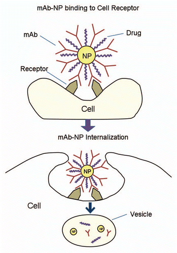 Figure 1 Cellular uptake of mAb conjugated nanoparticle. mAb conjugated nanoparticles can be recognized by receptors on the cell membrane. Thus the nanoconjugates are internalized and trafficked along intracellular retrograde transport pathways.