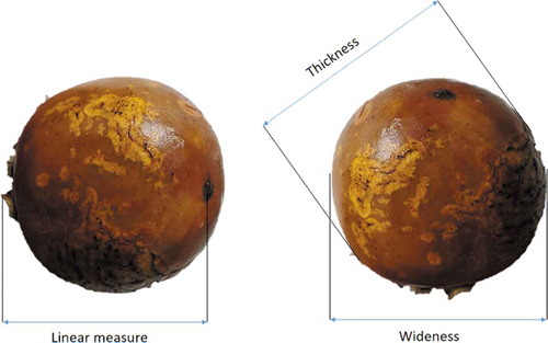 Figure 1. Principal dimensions of the Kendu fruit