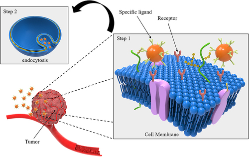 Figure 7 Specific ligands are used to modify the surface of the drug delivery system to specifically bind to surface antigens or receptors expressed in tumor tissue, thereby triggering endocytosis of tumor cells and enabling targeted drug delivery.