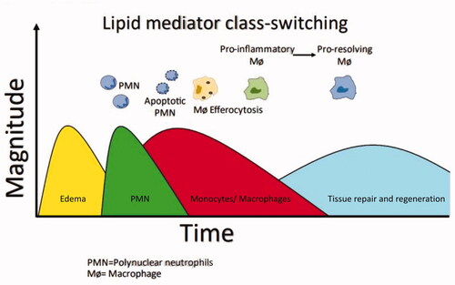 Figure 1. Cellular events following injury.