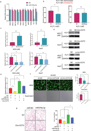 Figure 5. Circ-CCT3 serves as sponge for miR-378a-3p. (a) RNA immunoprecipitation assay showed circ-CCT3 interacted with miR-378a-3p.(b) Examples of the potential bindings between circ-CCT3 conserved sequence and miR-378a-3p. (c) Dual-Luciferase assay showed miR-378a-3p combined with wild type circ-CCT3 .(d) Dual-Luciferase assay showed miR-378a-3p combined with mutant type circ-CCT3. (e) Co-localization between miR-378-3p and circ-CCT3 observed by RNA in situ hybridization in Huh7 and HCC-LM3 cells. Nuclei were stained with DAPI.