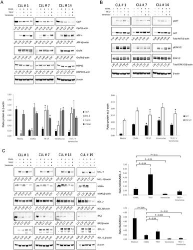 Figure 4. TR-57, alone and in combination with venetoclax, induces changes in proteins involved in the UPR, inhibits AKT and ERK1/2-MAPK signaling, and induces a pro-apoptotic shift in BCL-2 family proteins. Immunoblotting of CLL patient samples, examining changes in (A) UPR-related proteins, CIpP and HSP60, (B) AKT and ERK1/2-MAPK signaling, and (C) BCL-2 family proteins. Primary CLL cells were cultured in medium alone or with CD40L-fibroblasts and were treated either with vehicle, 50 nM TR-57 or venetoclax, as single agents or in combination, for 24 h. The ratios of proteins to β-actin (A and B) or anti-apoptotic BCL-2 proteins (C) are shown under the immunoblots and in the histograms. *indicates p < 0.05 for changes in expression of the UPR or AKT and ERK1/2 proteins relative to CLL cells co-cultured with CD40L-fibroblasts.