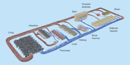 Figure 3.  Concept of a human-on-a-chip.The pursuit of the most important bodily functions will lead to a miniature organism on a chip. Common tests conducted in rodents should be realizable with this device. Therefore, the products of the organoids (e.g., urine) need to be discharged in separate compartments. Oral, dermal and intravenous uptake routes, and through inhalation, need to be possible. The transparent device enables optical analysis. Incorporated electrodes will assess barrier resistance, electrophysiological data and key parameters in the supernatants.