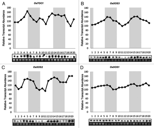 Figure 1. RNA gel blot analyses showing diurnal rhythm of OsSOS genes in shoots of IR64 rice seedlings. Seedlings were grown under the 12 h light/12 h dark cycle for 14 d. Shoot samples were harvested at 3 h intervals for 2.5 d under the 12 h light/12 h dark. Twenty µg RNA samples was used for northern blot hybridization. Ethidium bromide (EtBr) stained RNA-gel has been shown as the loading control. Y-axis shows relative transcript abundance of genes while numbers on X-axis shows different time points. Shaded area indicates dark period and white area indicates light period. (A) OsTOC1 shows rhythmic expression and has a peak during light to dark transition. (B) OsSOS3 expression peaks during night. (C) mRNA level of OsSOS2 show rhythmicity in 24 h cycles and show higher expression during the transition period of light to dark. (D) Transcript level of OsSOS1 doesn't show any clear rhythmicity.