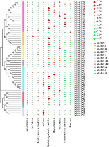 Figure 7. Expression levels of MsbZIPs in different tissues. (a) Expression levels of MsbZIP, based on data from the phytozome database. (b) Expression levels of eight MsbZIPs in the leaves, stems and roots of alfalfa at the seedling stage. Lower case letter(s) indicate significant differences (α = 0.05, LSD).