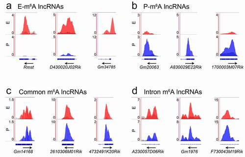 Figure 5. Distribution pattern of m6A peaks in lncRNAs showed by Integrative Genomics Viewer (IGV). (a) The m6A peaks were specifically enriched in the exon of lncRNAs at E-stage. (b) The m6A peaks were specifically enriched in the exon of lncRNAs at P-stage. (c) The m6A peaks were co-enriched in the exon of lncRNAs at E- and P-stage. (d) The m6A peaks were co-enriched in the intron of lncRNAs at E- and P-stage. Red peaks: normalized IP read enrichment at E-stage; blue peaks: normalized IP read enrichment at P-stage; grey peaks: normalized input read enrichment. Blue bar: exon; blue thin line: intron. Arrow direction: the direction of gene transcription; arrow location: enriched m6A peaks overlap with the beginning, middle and end position of lncRNAs