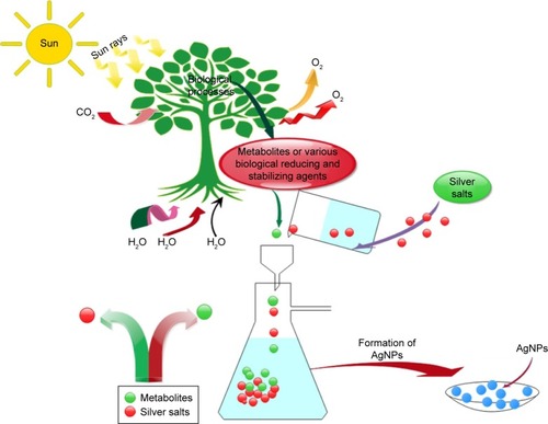 Figure 3 Biogenic or green synthesis of AgNPs.Abbreviation: AgNPs, silver nanoparticles.