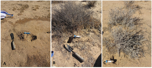 Figure 9. Sampling sites where Coccidioides was detected. A. Site 3-3: soil disturbance due to seed harvester ant activity (Pogonomyrmex sp). B and C. Sites 4-4 and 6-5: soil sample were collected near a dormant or dead Salt Bushes (Atriplex spp).
