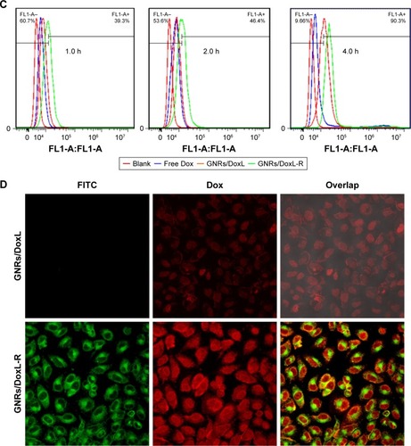 Figure 4 Evaluation of PC-3 cell inhibition by Doc and intracellular uptake of Dox.Notes: (A) PC-3 cell inhibition rate by the listed treatments with increasing Doc concentration. (B) PC-3 cell inhibition rate by the listed treatments with increasing incubation period (the concentration of Doc for all treatments was 80 µg/mL). (C) Flow cytometric histograms of intracellular uptake of Dox by PC-3 cells. (D) Confocal microscopy images of PC-3 cell after 4 h incubation with GNRs/DoxL and GNRs/DoxL-R. Red fluorescence and green fluorescence represented the location of Dox and GNRs/L-R, respectively. Orange fluorescence indicated the colocation of Dox and GNRs/L-R.Abbreviations: Doc, docetaxel; Dox, doxorubicin; FITC, fluorescein isothiocyanate; GNRs, gold nanorods; PC-3, prostate cancer cell line.