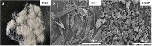 Figure 8. (a) Electric photo of CGH and SEM images of (b) FDGH and (c) EGHP.