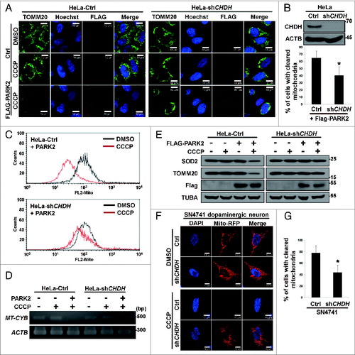 Figure 1. CHDH is required for CCCP-induced and PARK2-mediated mitophagy. (A and B) HeLa-Control (Ctrl) and HeLa-CHDH knockdown (HeLa-shCHDH) stable cells were transfected with FLAG-Ctrl or FLAG-PARK2 and then exposed to DMSO or 10 μM CCCP for 24 h. After staining with TOMM20 antibody and Hoechst 33258 dye, cells were examined under a confocal microscope. Scale bar: 10 μm (A). Expression of CHDH in HeLa-Ctrl and HeLa-shCHDH cells was assessed using western blot analysis (B, upper). The signal intensity of TOMM20 in HeLa-Ctrl and HeLa-shCHDH cells (n > 50) exposed to CCCP and expressing PARK2 in (A) were quantified using the ImageJ program and are represented as bars with the mean ± SD, *P < 0.05 (B, lower). (C) HeLa-Ctrl and HeLa-shCHDH cells were transfected with PARK2 and Mito-RFP and treated with DMSO or 10 μM CCCP. After 24 h, cells were fixed and subjected to flow cytometry analysis, as described in Materials and Methods. (D and E) HeLa-Ctrl and HeLa-shCHDH cells were transfected with PARK2 and then left untreated or exposed to 10 μM CCCP for 24 h. Mitochondrial DNA and proteins were extracted and subjected to PCR analysis using synthetic primers for cytochrome b (MT-CYB) and ACTB (D), and western blot analysis using SOD2 and TOMM20 antibodies (E), respectively. (F and G) SN4741 cells were transiently transfected with Mito-RFP and either pSuper (Ctrl) or CHDH shRNA and then exposed to DMSO or 20 μM CCCP. After 24 h, cells were stained with Hoechst 33258 dye and examined under a confocal microscope. Scale bar: 10 μm (F). The signal intensities of Mito-RFP in CCCP-treated control and CHDH knockdown cells were quantified as in (B) and are represented as% of cells (n > 50) with cleared mitochondria. Bars represent the mean ± SD, *P < 0.001 (G). TUBA, tubulin, α.