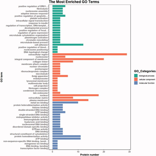 Figure 5. GO (Gene Ontology) analysis of DEPs (differentially expressed proteins) . Green represents biological process, red represents cellular process, and blue represents molecular process. The highest MF enrichment of DEPs is metal ion binding and ATP binding, the highest enrichment of CC (cellular component) is the extracellular region, and the functions of higher BP (biological process) enrichment are cell adhesion, positive regulation of ERK1 and ERK2 cascade, and positive regulation of apoptotic process.