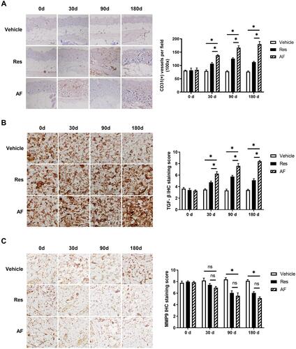 Figure 2 Age-matched BALB/c mice (n=6) treated with vehicle, Res and AF injection. Skin biopsies were taken at the injection sites of the three groups on day 0, 30, 90 and 180 after injection. Immunohistochemical (IHC) staining were performed to evaluate the protein levels. (A) Representative images of CD31 (left) and the statistical analysis of its expression levels (right) at progressive time points, bar = 50 µm (* = P < 0.05). (B) Representative images of TGF-β (left) and the statistical analysis of its expression levels (right) at progressive time points, bar = 50 µm (* = P < 0.05). (C) Representative images of MMP (left) and the statistical analysis of its expression levels (right) at progressive time points, bar = 50 µm (* = P < 0.05). Results are shown as means ± SEM.