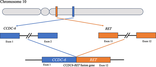 Figure 4 Diagram of the CCDC6-RET fusion gene on chromosome 10. The schematic illustrates the fusion between exon 1 of the CCDC6 gene and exon 12 of the RET gene, resulting in the CCDC6-RET fusion gene.
