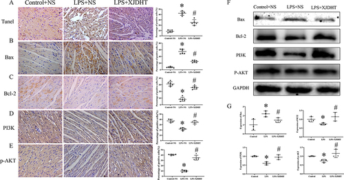 Figure 4 Attenuation of sepsis-induced myocardial cell apoptosis by XDJHT is partially mediated by suppression of the PI3K/AKT signaling pathway. (A) Apoptosis detected by TUNEL assay. (B-E) Immunohistochemical staining for Bax, Bcl2, PI3K and p-AKT in myocardial tissue. Scale bar: 50 μm. All values are presented as the mean ± SD; *P < 0.05 for LPS+NS vs control group, #p < 0.05 for LPS+XJDHT vs LPS+NS group.(F and G) Western blotting to determine levels of Bax,Bcl-2,PI3K and p-AKT after XJDHT treatment in myocardial tissue.*P < 0.05 LPS+NS vs control group; #P < 0.05 LPS+NS + XJDHT vs LPS group.