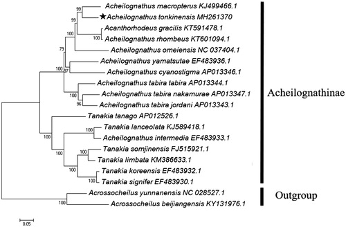 Figure 1. Maximum-likelihood tree (GTR + G + I model) of Acheilognathus tonkinensis and 16 related Acheilognathinae species based on 13 concatenated PCGs. Bootstrap values (1000 replicates) are indicated at each node. Two species of Barbinae were utilized as outgroup taxa. The mitogenomic information of A. tonkinensis is marked with pentagram.