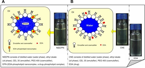 Figure 1 Schematic diagram and the visual appearance of NEEPN.Notes: Visual appearance of NEEPN (A) in comparison with CNE (B).Abbreviations: NEEPN, a water-in-oil nanoemulsive system embedding an evodiamine–phospholipid nanocomplex; CNE, a conventional water-in-oil nanoemulsive system; EDA, evodiamine; CEL 35, cremophor EL 35; PEG 400, polyethylene glycol 400.