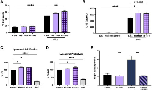 Figure 5. Activating lysosomal BK channel increases silica-induced cell death and IL-1β release by increasing lysosome acidification and cholesterol trafficking. Data expressed as mean ± SEM. (A) Cell death and (B) IL-1β release as measured in supernatants of LPS-primed BMdM treated with NS11021 (1 μM) or NS1619 (5 μM) for 1 h prior to silica (50 μg/mL) for 24 h. n = 4. * p < 0.05, ** p < 0.01 and **** p < 0.0001 compared to silica treated BMdM as determined by two-way ANOVA with Tukey’s multiple comparisons test. (C) Lysotracker Red or (D) DQ-BSA relative fluorescent intensity percentage (compared to untreated BMdM) of BMdM treated with NS11021 (1 μM), NS1619 (5 μM), or BAF (100 nM) for 1 h. n = 4-6. * p < 0.05 or **** p < 0.0001 compared to untreated BMdM as determined by one-way ANOVA with Dunnett’s multiple comparison’s test. (E) Filipin puncta per cell as quantified by Image J following NS11021, U18666A, or U18666A + NS11021 treatment for 24 h. n = 5-10 images (∼50 cells). *** p < 0.001 compared to U18666A treated as determined by one-way ANOVA with Dunnett’s multiple comparison’s test.
