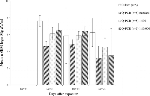 Figure 3. Effect of dilution of samples on estimation of CFU equivalents/ml using Q-PCR (samples from experiment B). Bar indicates SEM.