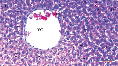 Figure 2. Light microscopic view of liver tissue of group FC60; normal liver tissue (HL: hepatic lobules; VC: vena centralis; e: erythrocyte; con: congestion; *: sinusoid dilatation; →: hepatocyte; c: dikaryotic hepatocytes; ↓↓: infiltration), H&EX100.