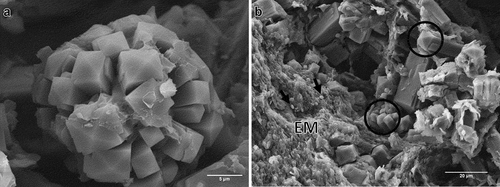 Figure 2. Micrographs of fresh CA produced by B. pseudobassiana AgR-704. A. Scanning electron micrograph of agglomerated tetragonal pyramidal crystals inside the CA. B. Scanning electron micrograph of structures inside the CA. Circles show prismatic crystals. Arrows indicate ellipsoidal cells, presumably blastospores. Extracellular matrix (EM)