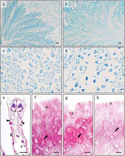 Figure 1. Tissues of the striped Venus clam, Chamelea gallina treated with histological and histochemical stains. (a-d) Gonads stained with Toluidine Blue. In the male gonad (a-b) little variation in the number of sperms is observed between January (e) and June (f), suggesting that spermatogenesis is already in an advanced state in the former period. In the female gonad (c-d) early ovogenetic stages are observed in January (g) in respect to June (h), where mature eggs ready to spawn are seen. (e) Gill epithelium, PAS-Hematoxylin. Mucocytes (arrowhead) on gill filaments are always PAS negative. Positivity is sometimes observed on the glycocalyx (g) and chitin skeleton (s). (f-h) Foot epithelium stained with PAS (f), diastase-PAS (dPAS) (g), and β-elimination-PAS (βPAS) (h) methods. PAS positivity does not vary with dPAS whereas is reduced with βPAS, indicating that positivity in the surface (e) and subepidermal cells (double arrowhead) is due to mucins with O-linked saccharidic chains and not to glycogen. Abbreviations: e, surface cells; g, glycocalyx; s, chitin skeleton of gill filament; Scale bars: 10 µm.